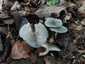 Zöld ánizsgomba (Clitocybe odora), Budai-hegység